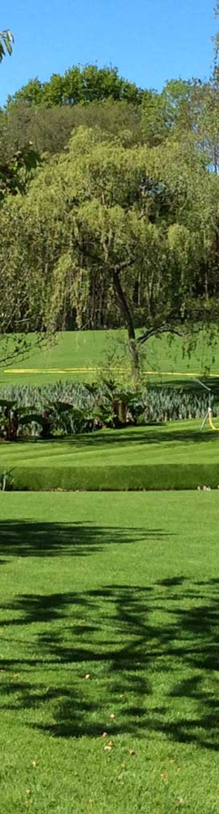 Cultivated Tillers Turf